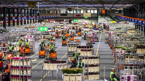 Employees handle flowers at the flower auction FloraHolland in Aalsmeer, on February 13, 2015. Employees handle flowers at the flower auction FloraHolland in Aalsmeer, on February 13, 2015. - Sputnik International