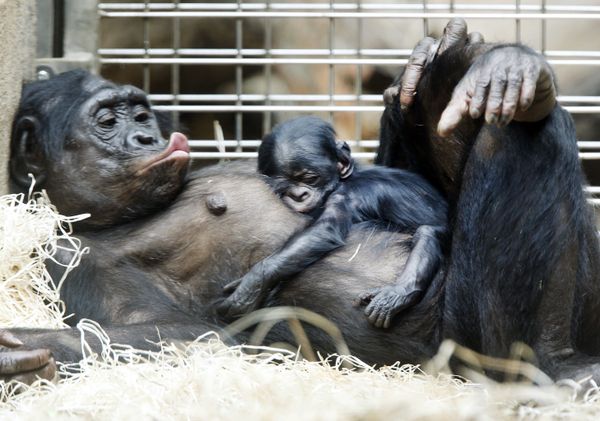 This Week in Pictures This Week in Pictures - Sputnik International
