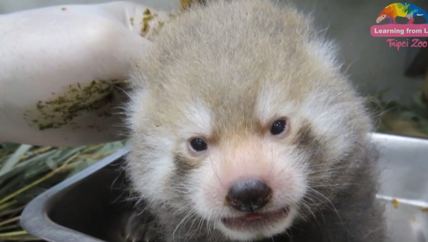 One Month Old Baby Red Pandas - Sputnik International