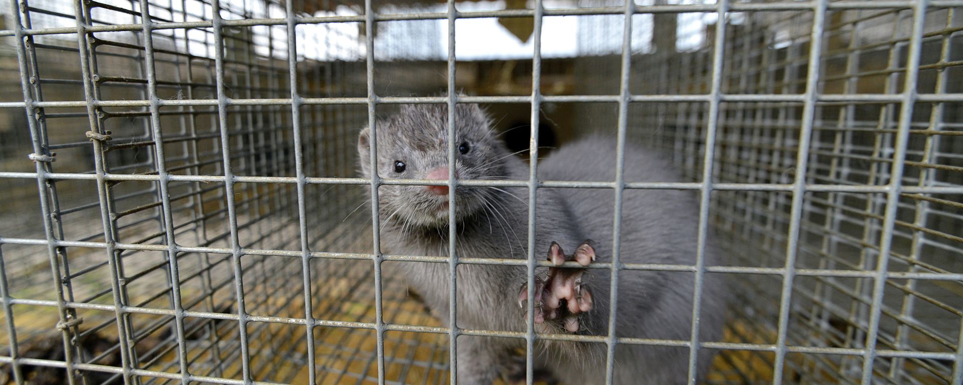 Mink looking out from a cage at a mink farm Mink looking out from a cage at a mink farm - Sputnik International, 1920, 26.01.2021