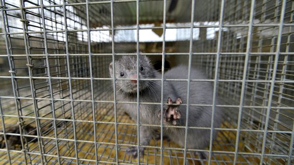 Mink looking out from a cage at a mink farm - Sputnik International