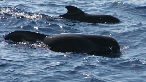 Pilot whales - Sputnik International