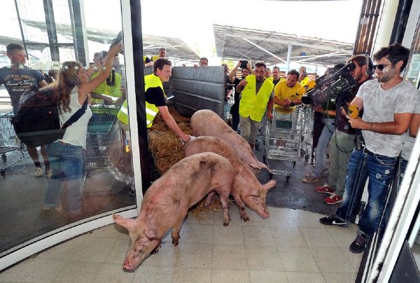 Live pigs are dumped in supermarkets as protesting French farmers cause more chaos Live pigs are dumped in supermarkets as protesting French farmers cause more chaos - Sputnik International