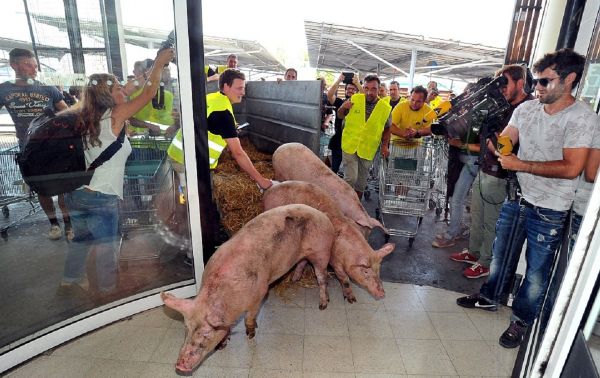 Out of the blue, three rather dirty pigs disturbed the peace in a supermarket in the French city of Agen. - Sputnik International