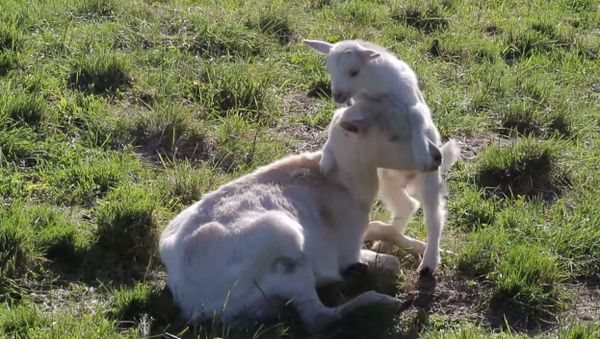 Baby goat wants to play with mother - Sputnik International