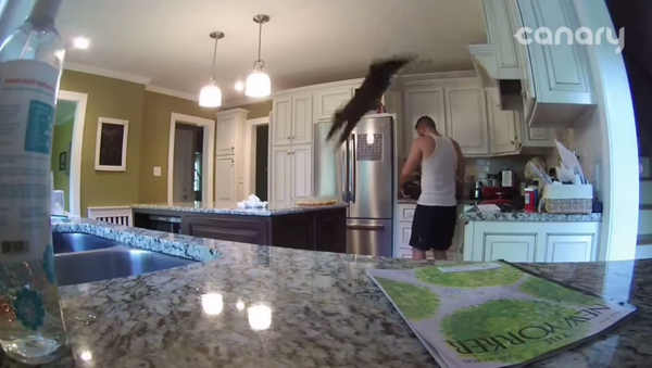 Life with Cats [STRONG LANGUAGE] - Sputnik International