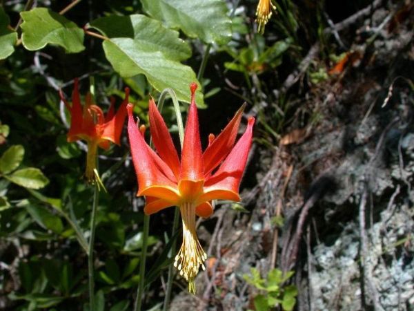 Aquilegia eximia, a species of columbine known by the common names serpentine columbine or Van Houtte's columbine, and native to California. Aquilegia eximia, a species of columbine known by the common names serpentine columbine or Van Houtte's columbine, and native to California. - Sputnik International