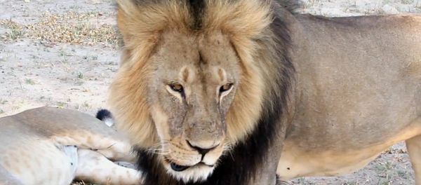 Africa’s Most Beloved Lion Killed by Monster From Minnesota Africa’s Most Beloved Lion Killed by Monster From Minnesota - Sputnik International
