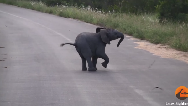 Baby Elephant Playing with Birds - Sputnik International