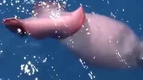 Giant Squid Filmed by Russian Sailors - Sputnik International