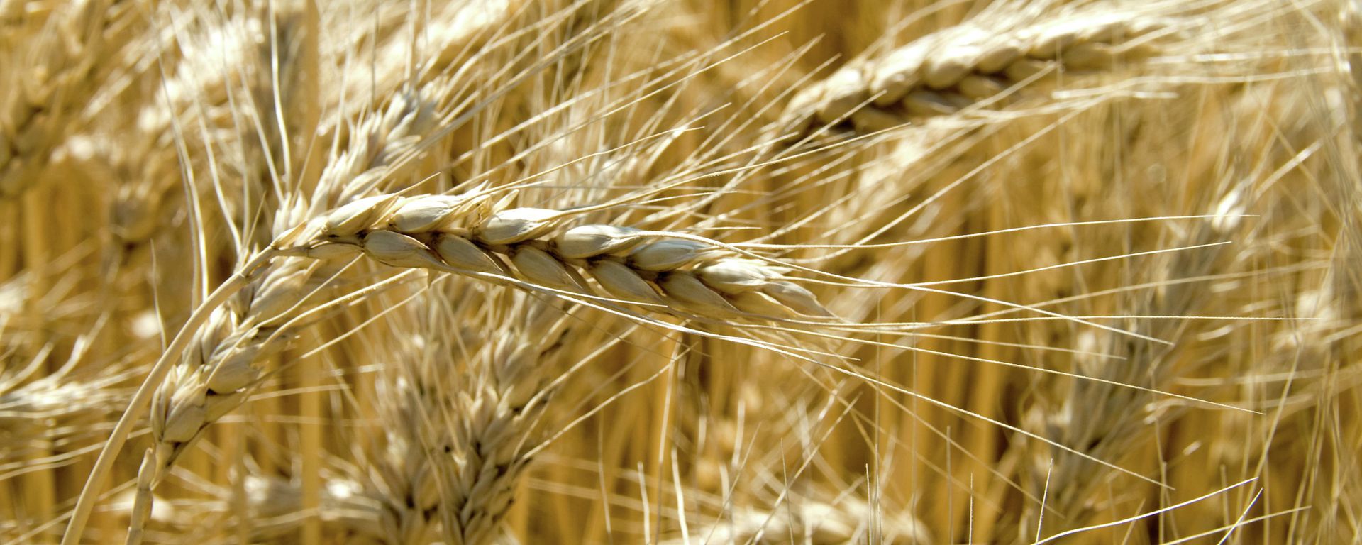 Wheat - Sputnik International, 1920, 21.03.2024