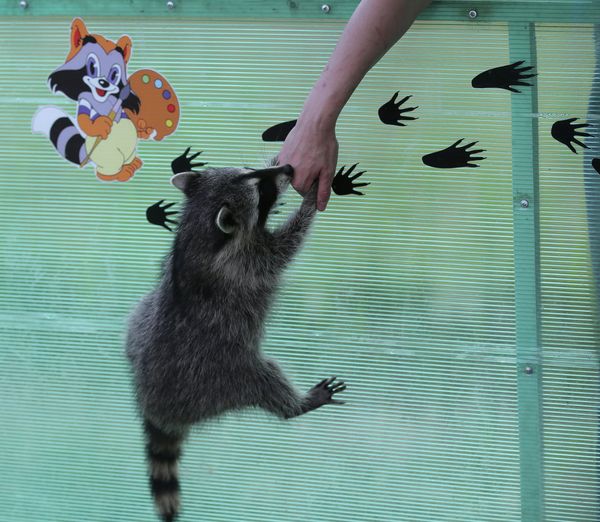 At Home With Moscow's Raccoons - Sputnik International