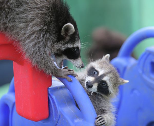 At Home With Moscow's Raccoons - Sputnik International