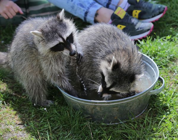 At Home With Moscow's Raccoons - Sputnik International