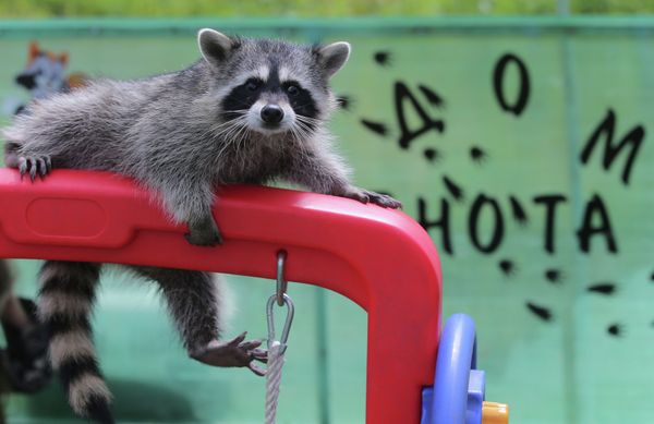 At Home With Moscow's Raccoons - Sputnik International
