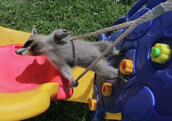 At Home With Moscow's Raccoons - Sputnik International