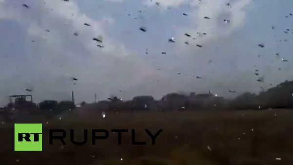 Plague of locusts descends on Stavropol - Sputnik International