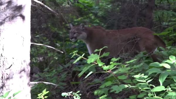Mountain Lion Stand Off - Sputnik International