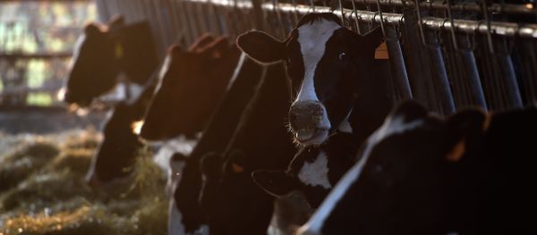 Dairy cows of Italian farmer Giuseppe Rossi eat fodder in the farm in Abbiategrasso, near Milan Dairy cows of Italian farmer Giuseppe Rossi eat fodder in the farm in Abbiategrasso, near Milan - Sputnik International