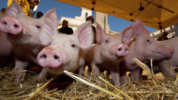 Piglets snuffle around in the hay in front of the Italian parliament in Rome Piglets snuffle around in the hay in front of the Italian parliament in Rome - Sputnik International