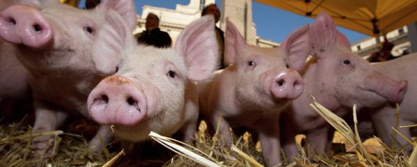 French pig farmers estimated that due to the Russian embargo that led to the oversupply in the EU food market the pig producing industry alone lost almost a billion euros, news radio station France Info reported. French pig farmers estimated that due to the Russian embargo that led to the oversupply in the EU food market the pig producing industry alone lost almost a billion euros, news radio station France Info reported. - Sputnik International