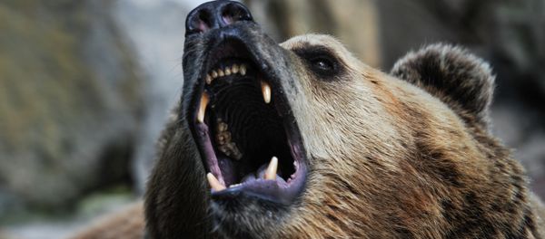 Kaliningrad Zoo - Sputnik International