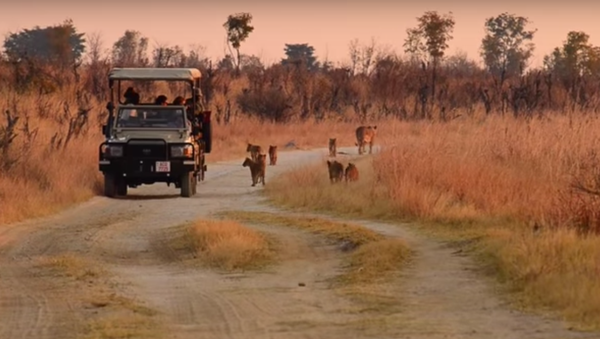 Cecil the Lion’s Cubs are Doing Okay in Zimbabwe - Sputnik International