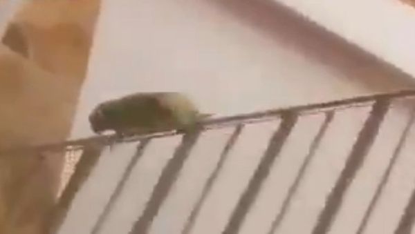 Pretty sure this bird is mental - Sputnik International
