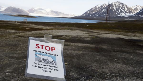 A warning sign reading 'stop, polar bear danger, do not walk beyond this sign without your firearm', at the entrance of the scientific base of Ny Alesund in the Svalbard archipelago A warning sign reading 'stop, polar bear danger, do not walk beyond this sign without your firearm', at the entrance of the scientific base of Ny Alesund in the Svalbard archipelago - Sputnik International