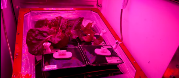 Red romaine lettuce grown onboard the International Space Station. Red romaine lettuce grown onboard the International Space Station. - Sputnik International