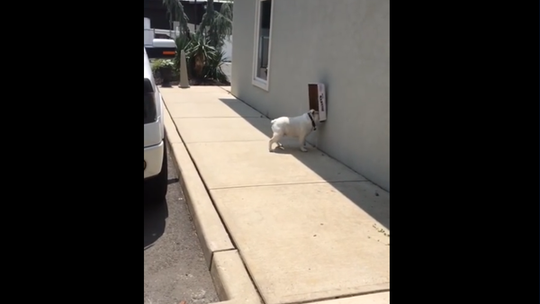 English Bulldog Diesel The Box Lover - Sputnik International