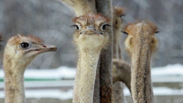 Ostrich farm in village of Kozishche, Belarus - Sputnik International