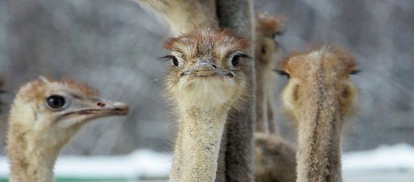 Ostrich farm in village of Kozishche, Belarus Ostrich farm in village of Kozishche, Belarus - Sputnik International