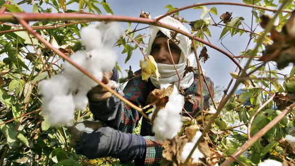 An Egyptian farmer collects the cotton harvest at a farm in al-Massara village near the Nile delta city of Mansura, 130 kms north of Cairo, on September 22, 2009 An Egyptian farmer collects the cotton harvest at a farm in al-Massara village near the Nile delta city of Mansura, 130 kms north of Cairo, on September 22, 2009 - Sputnik International