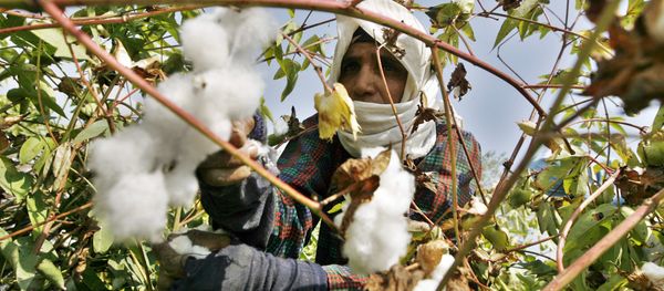 An Egyptian farmer collects the cotton harvest at a farm in al-Massara village near the Nile delta city of Mansura, 130 kms north of Cairo, on September 22, 2009 - Sputnik International