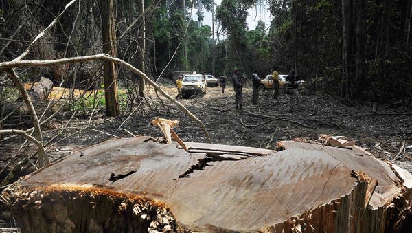 Members of the Chico Mendes Environmental Institute find an illegal woodcutting site at the Trairao Amazonic forest reserve, west of the Para state, northern Brazil - Sputnik International