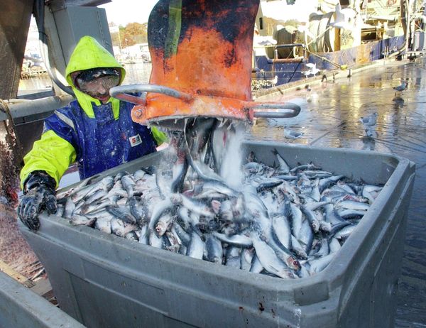 Dock worker Rick Libero, of Gloucester, Mass., processes herring at the Jodrey State Fish Pier in Gloucester - Sputnik International