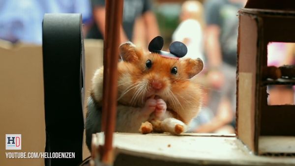 Tiny Hamster's Best Day Ever at Walt Disney World - Sputnik International