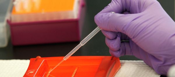 An associate scientist with InnoGenomics Technologies, works with DNA samples in their laboratory - Sputnik International