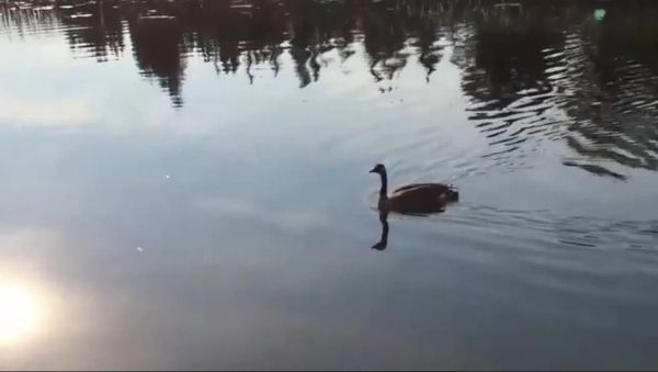 Amazing Canadian Man Leads A Lost Goose To Water! - Sputnik International