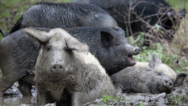Wild pigs at the foot of Mount Demerdzhi. - Sputnik International