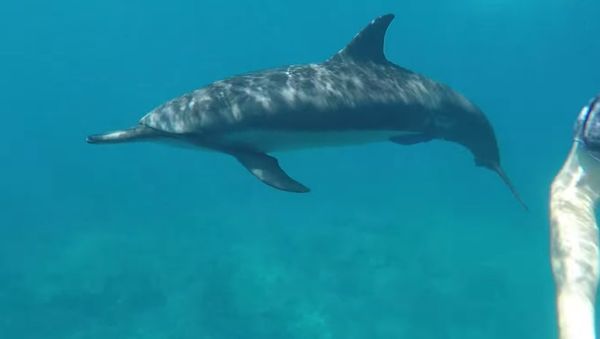 Wild Dolphin Triple Barrel Rolls - Sputnik International
