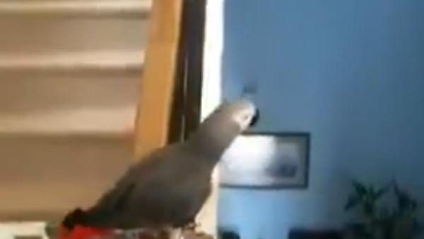 Parrot Loves to Slide - Sputnik International