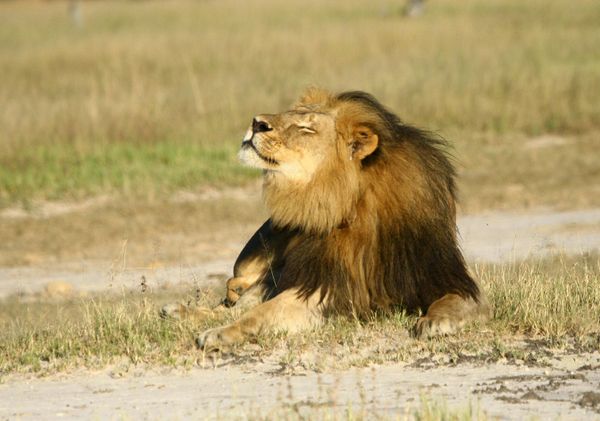 Cecil the lion is seen at Hwange National Parks in this undated handout picture received July 31, 2015 - Sputnik International