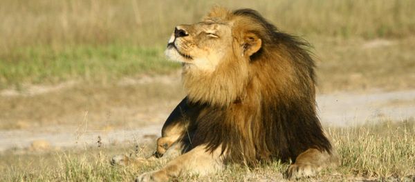Cecil the lion is seen at Hwange National Parks in this undated handout picture received July 31, 2015 Cecil the lion is seen at Hwange National Parks in this undated handout picture received July 31, 2015 - Sputnik International