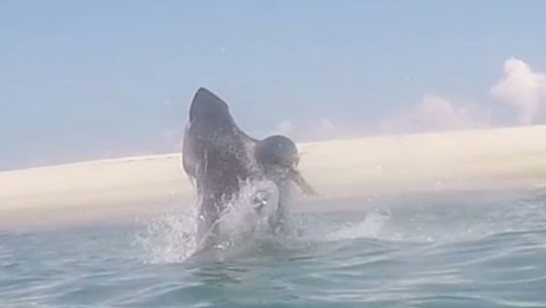 Great White Jumps Out of Water Chasing Seal - Sputnik International
