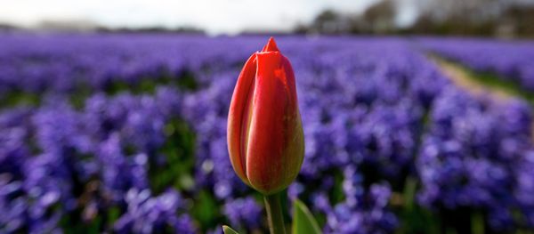 A lone tulip sprouts up in a field of blossoming hyacinths near Lisse, Netherlands, Thursday, April 16, 2015 A lone tulip sprouts up in a field of blossoming hyacinths near Lisse, Netherlands, Thursday, April 16, 2015 - Sputnik International