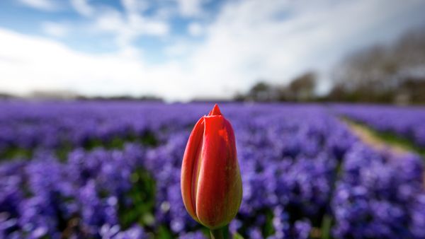 A lone tulip sprouts up in a field of blossoming hyacinths near Lisse, Netherlands, Thursday, April 16, 2015 A lone tulip sprouts up in a field of blossoming hyacinths near Lisse, Netherlands, Thursday, April 16, 2015 - Sputnik International