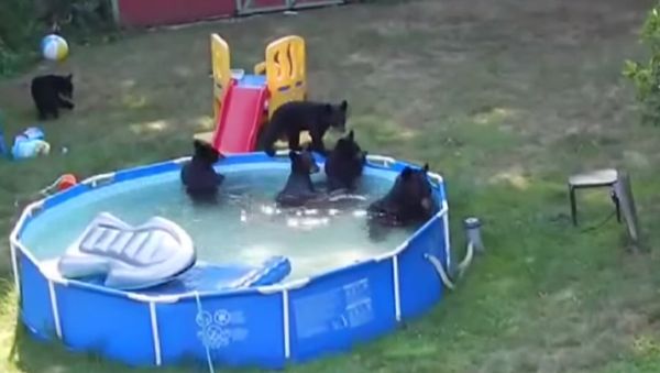 Bears in the Pool - Sputnik International