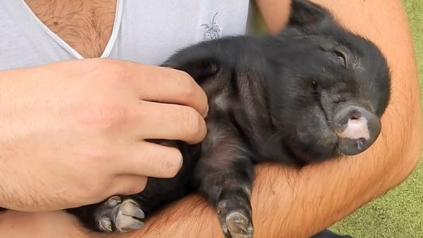 The Pig of Happiness - Sputnik International